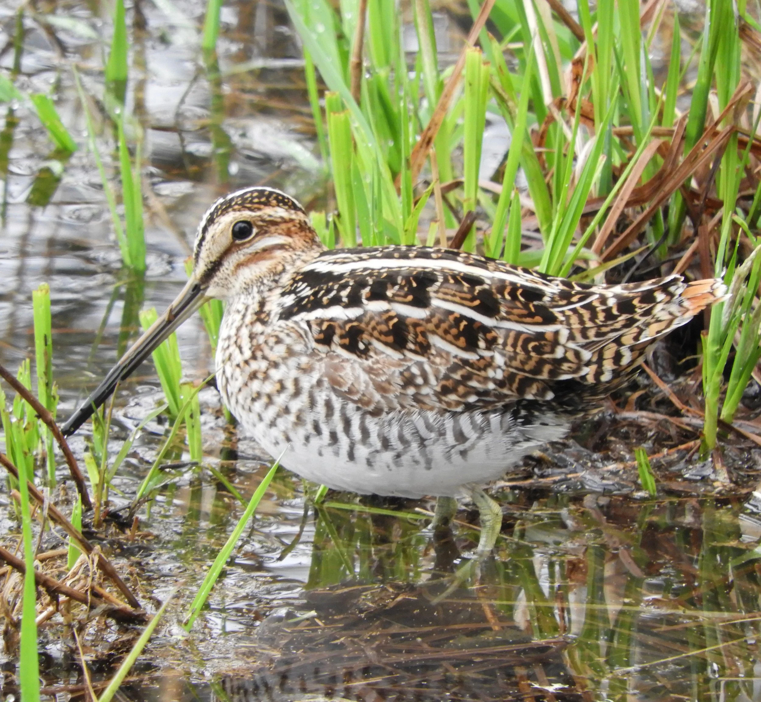 Snipe