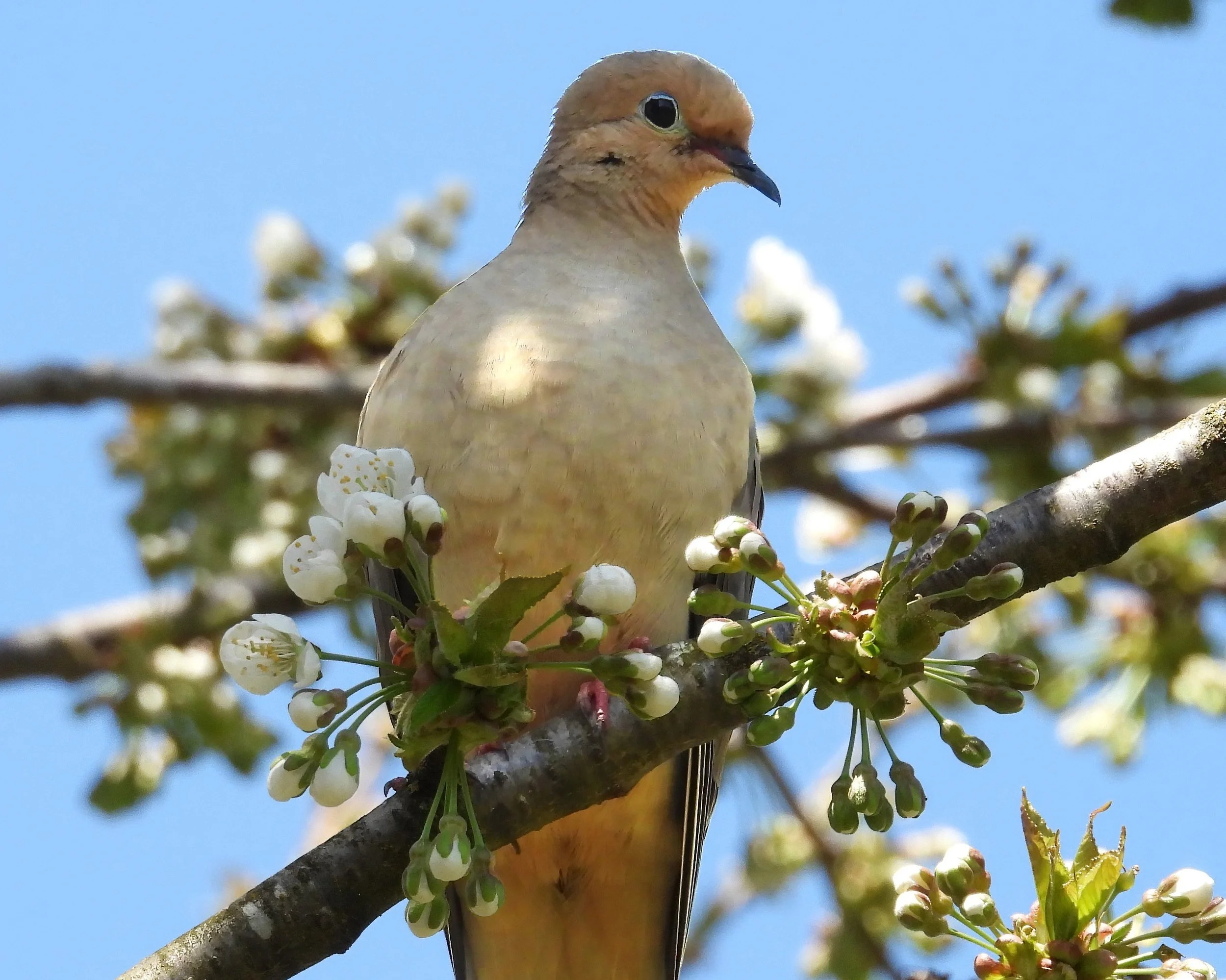 Dove