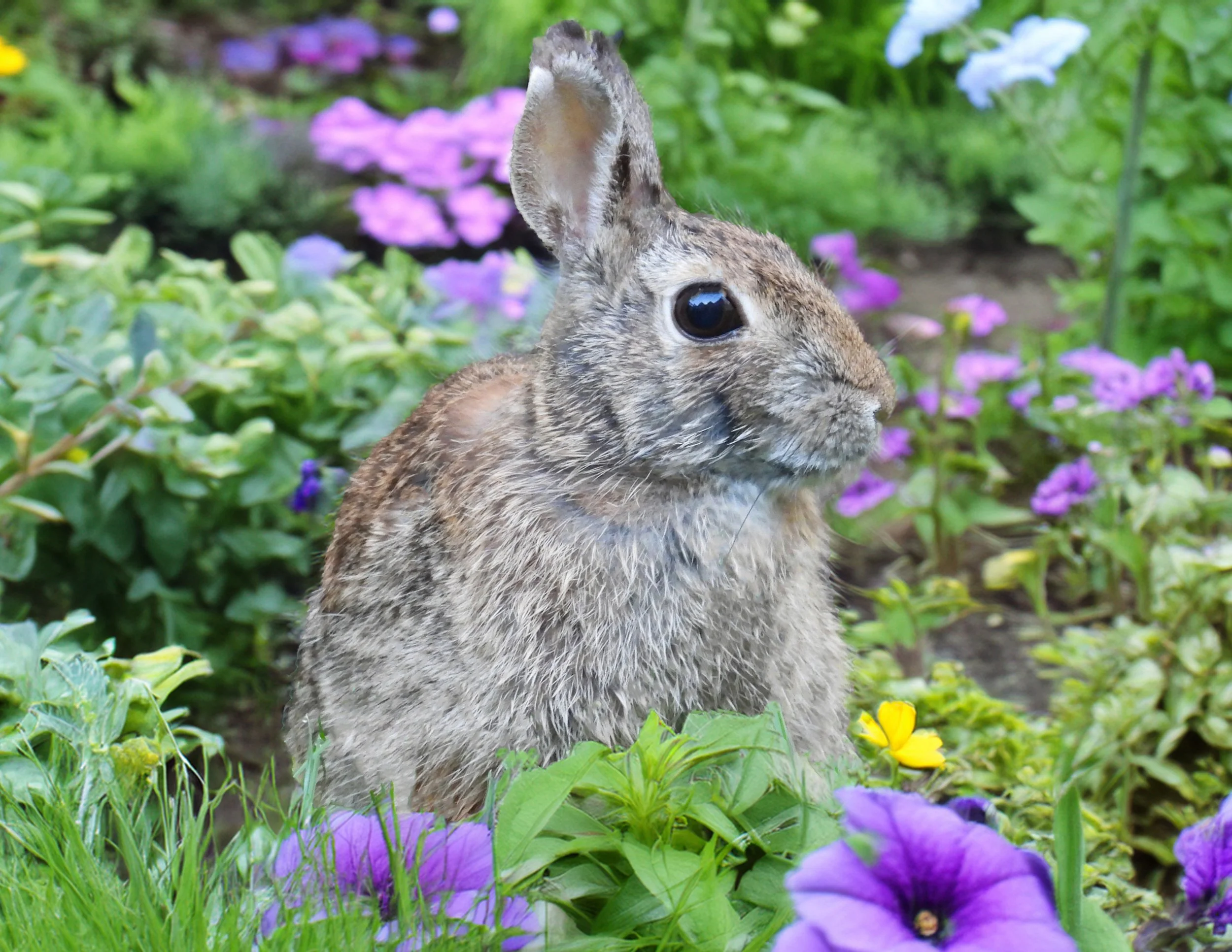 Rabbit — Wander Nature