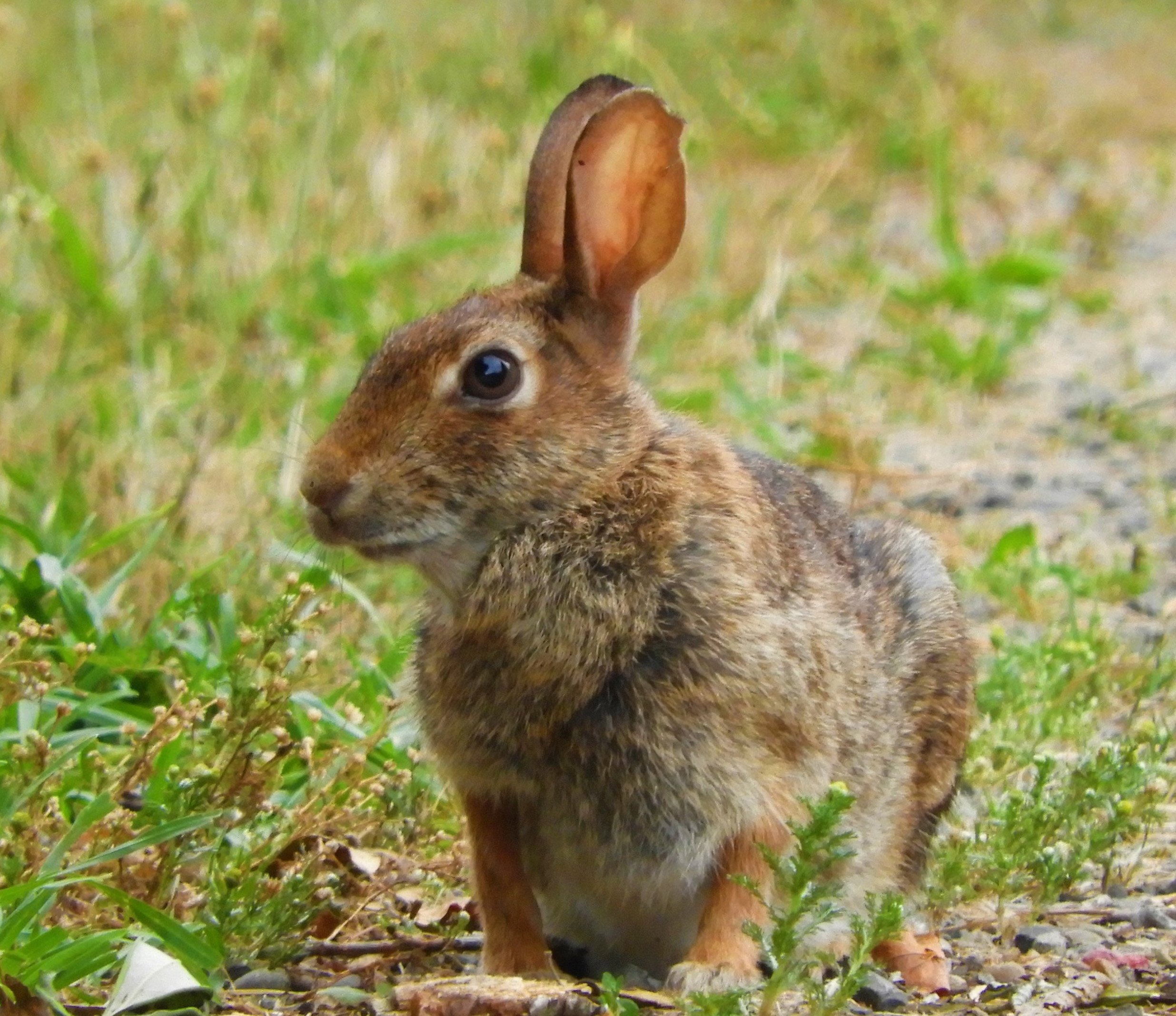 Rabbit