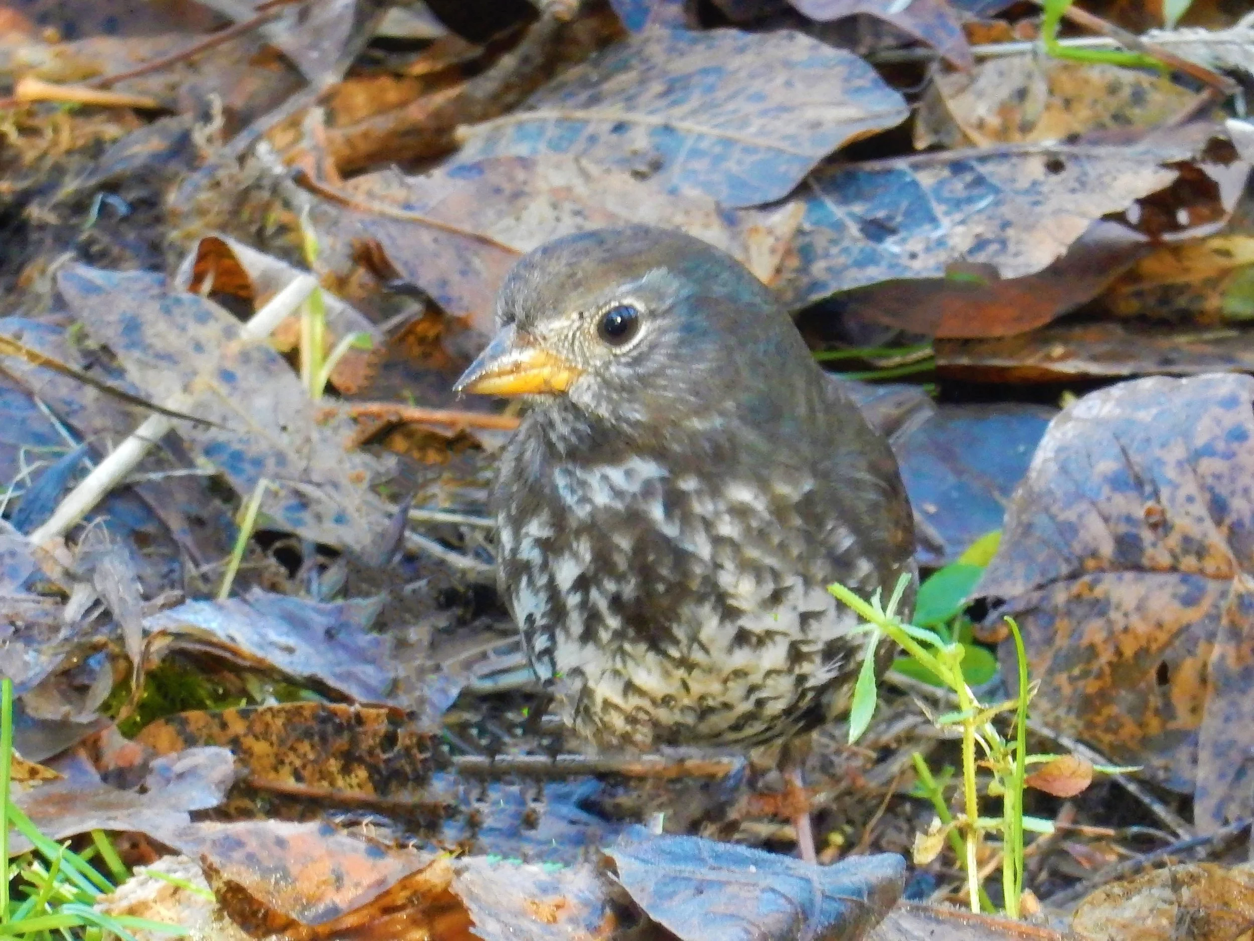 Fox Sparrow