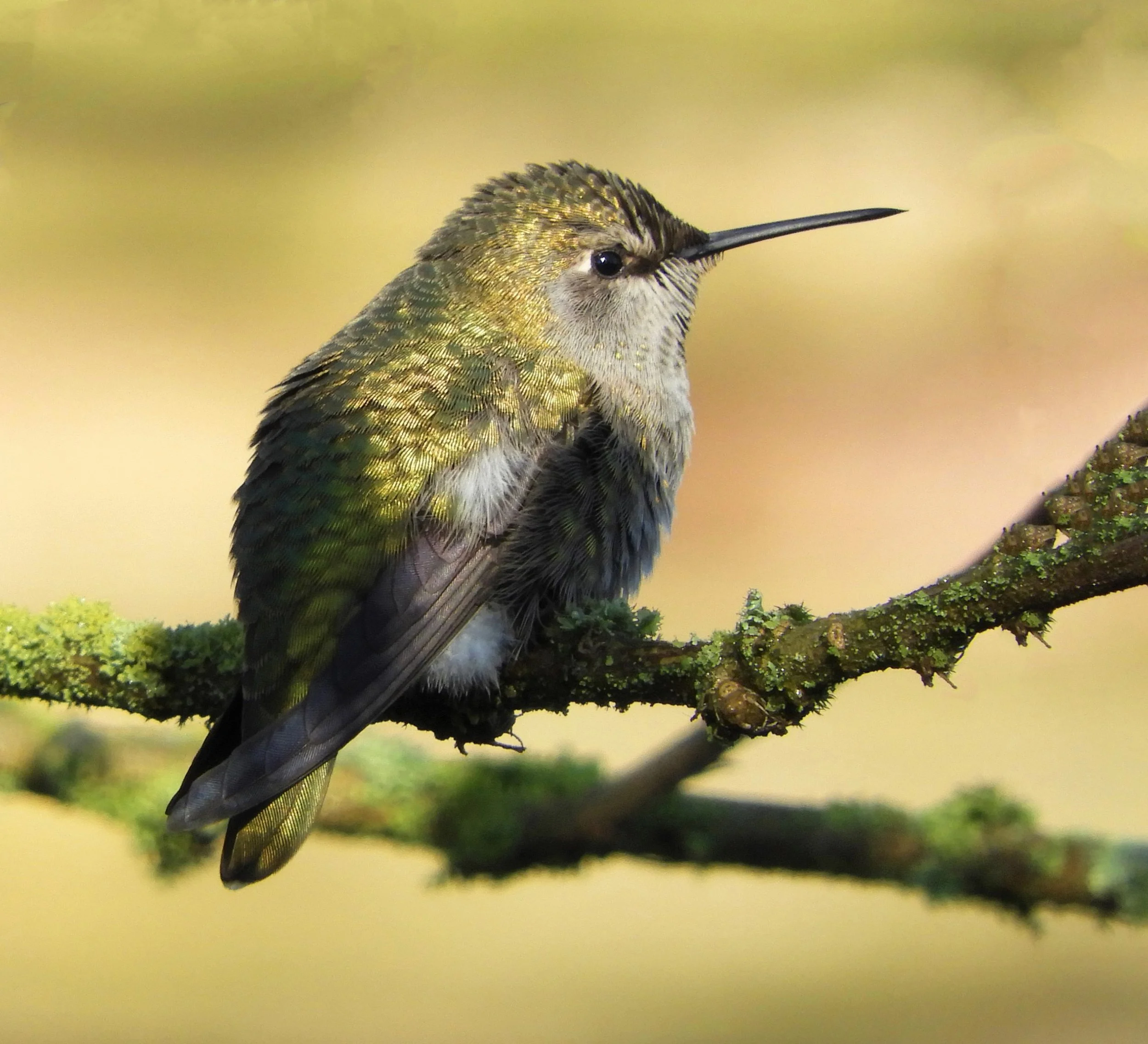 Hummingbird