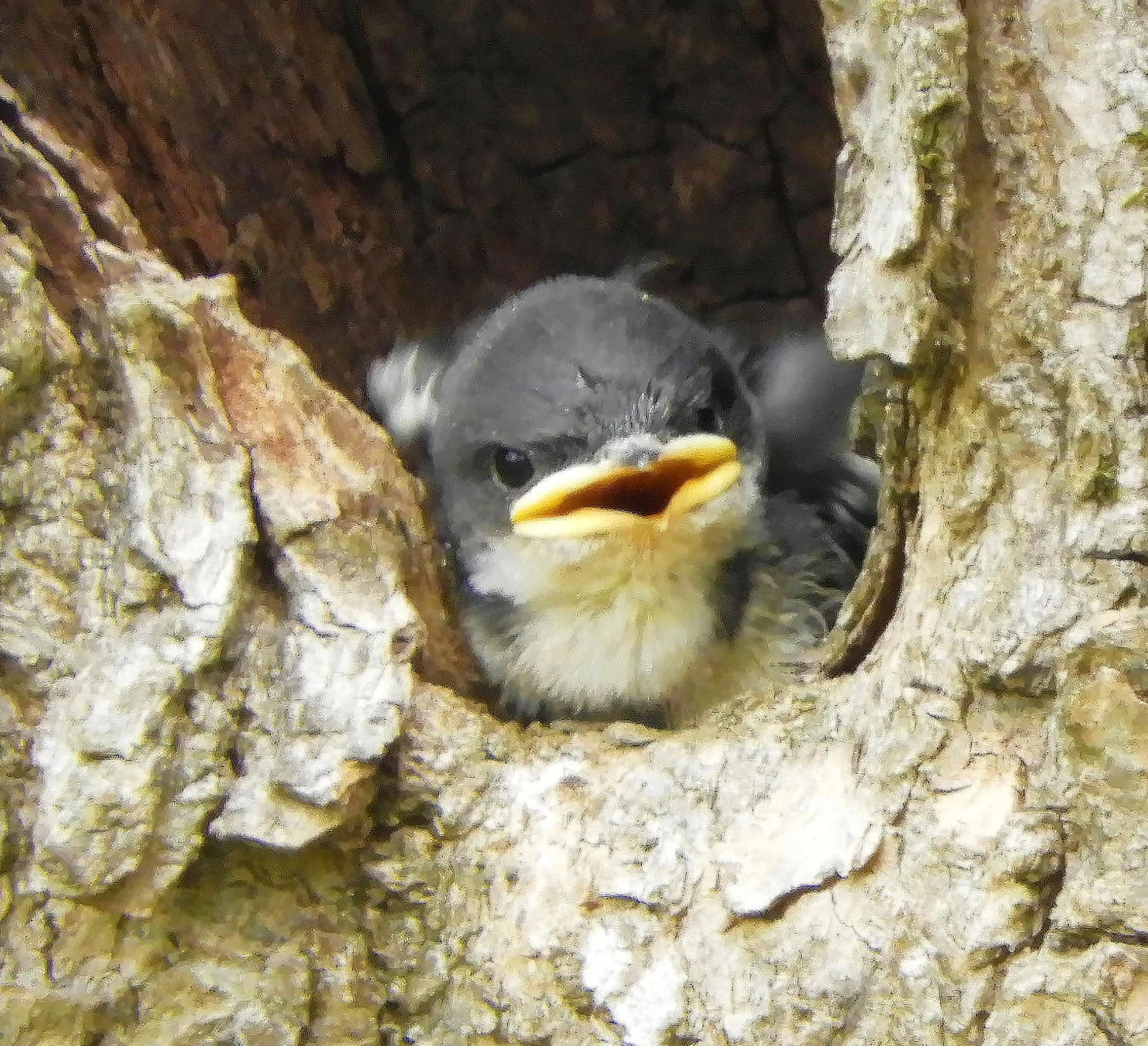 Tree Swallow