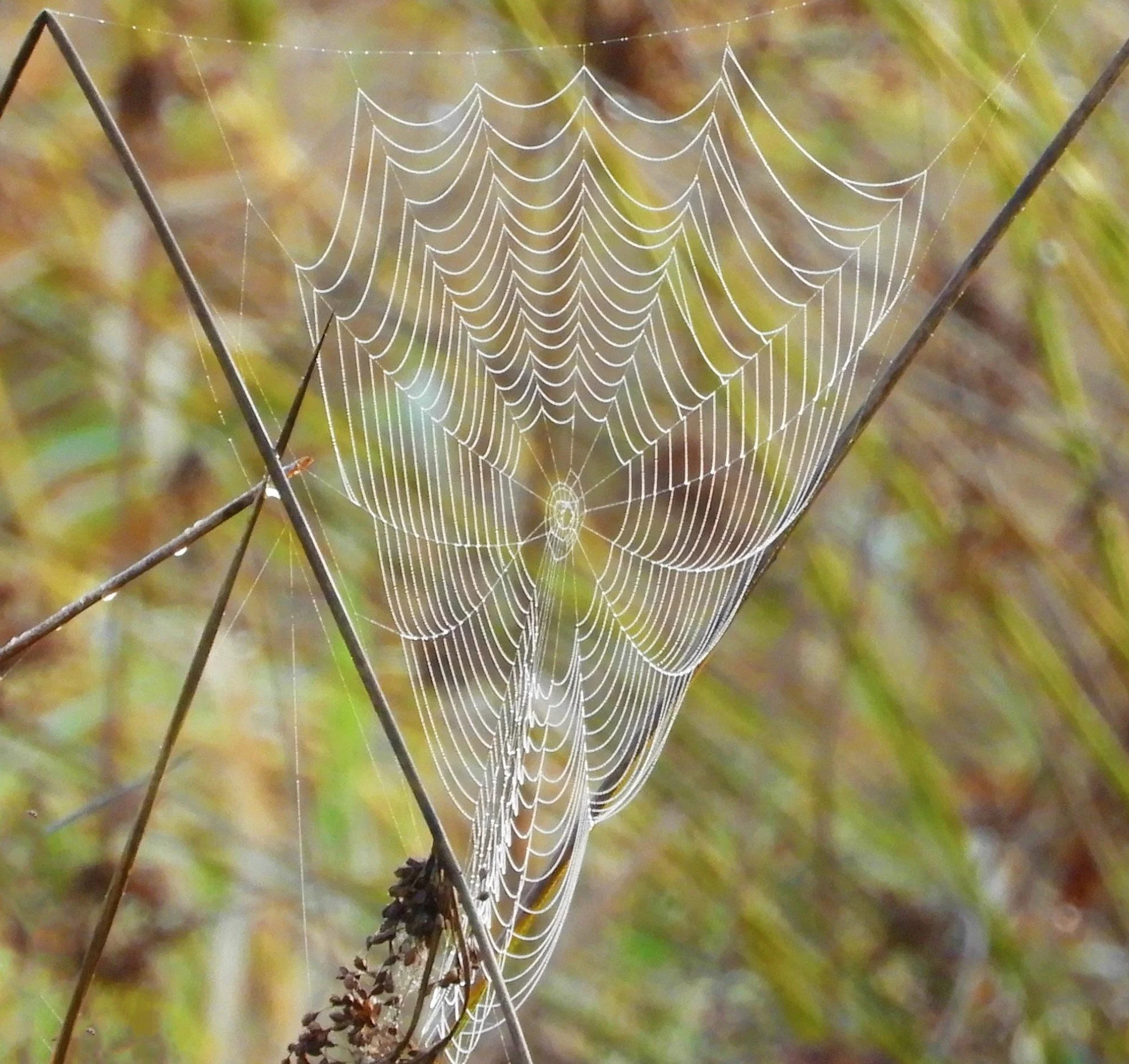 Spiderweb