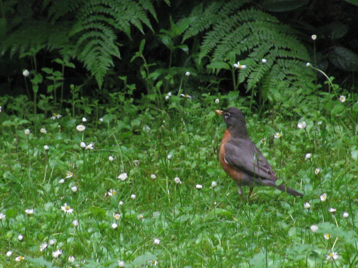 Robin Hunting for Worms