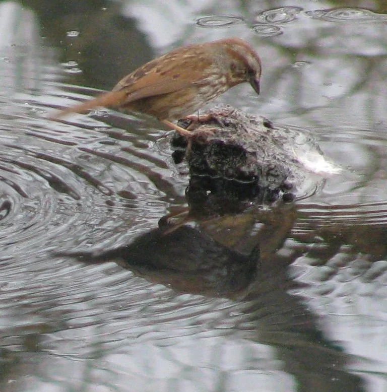 Song Sparrow