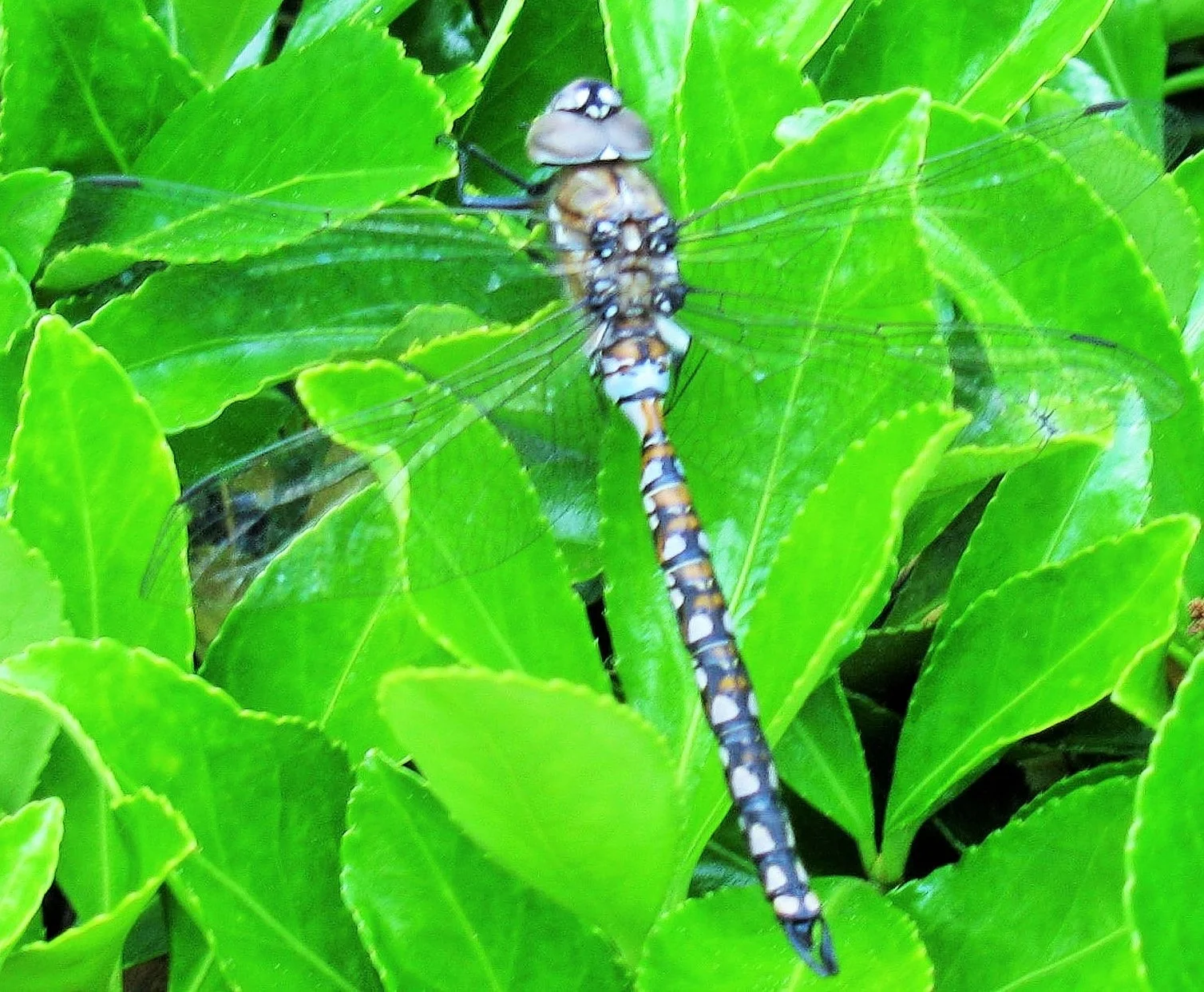 Dragon Fly
