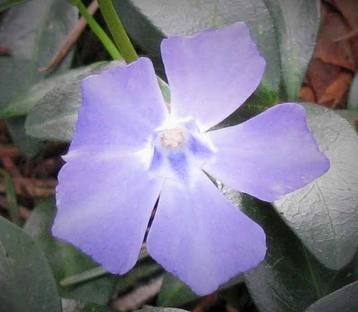 Purple Flower