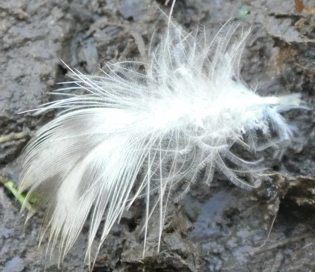 Feather