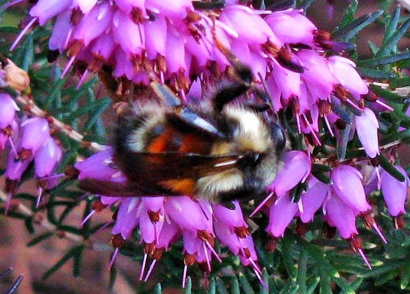 Busy Bee