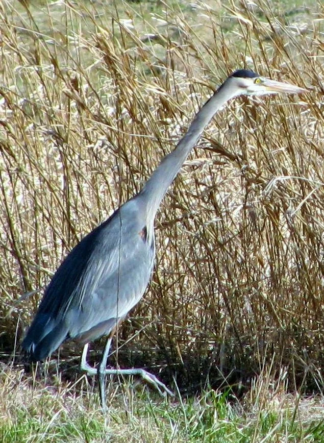 Herron on the Move