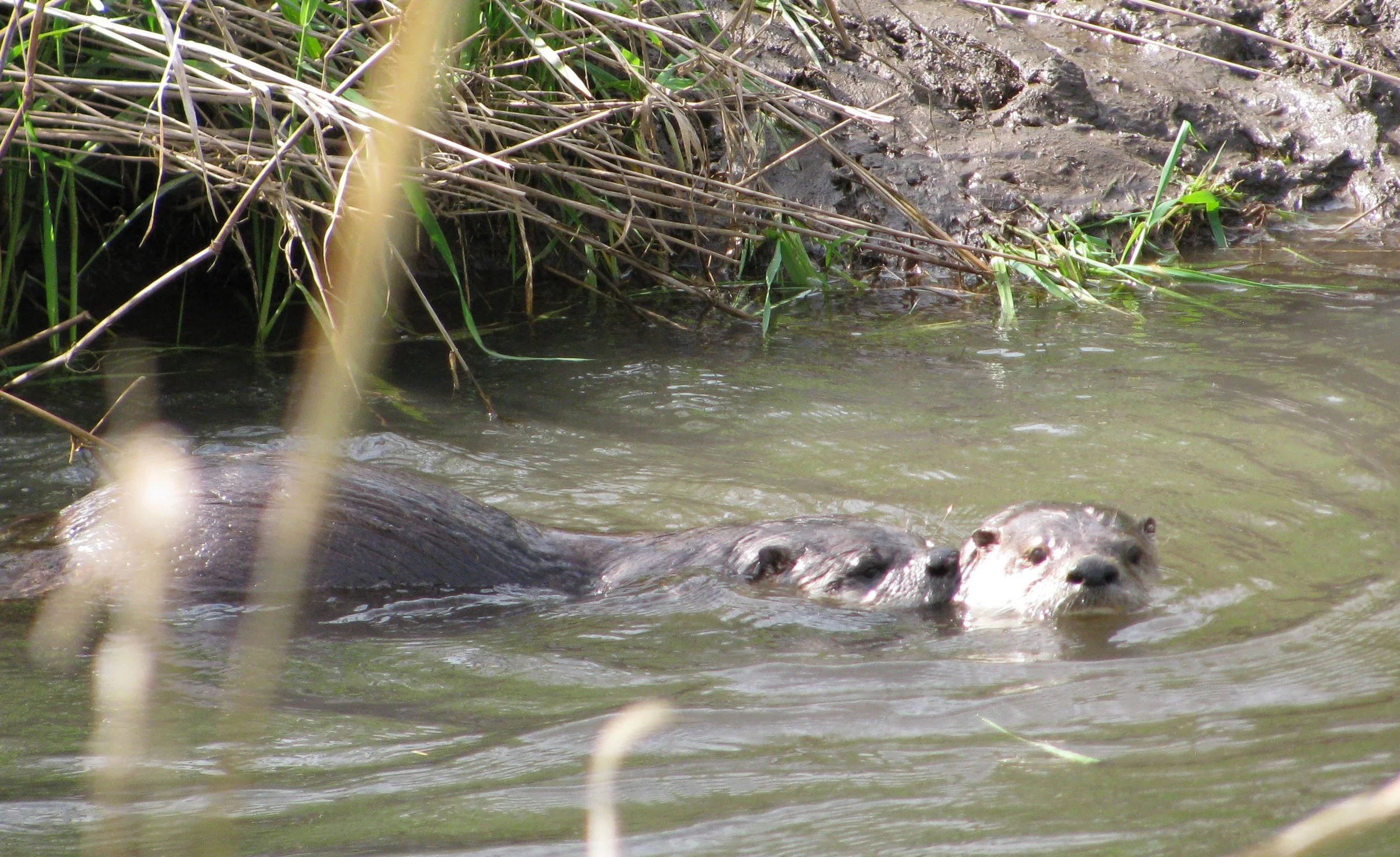 River Otters