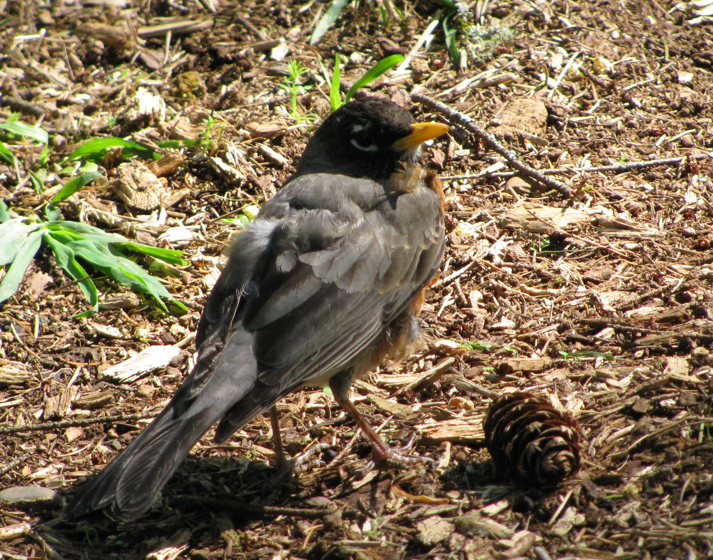 Robin