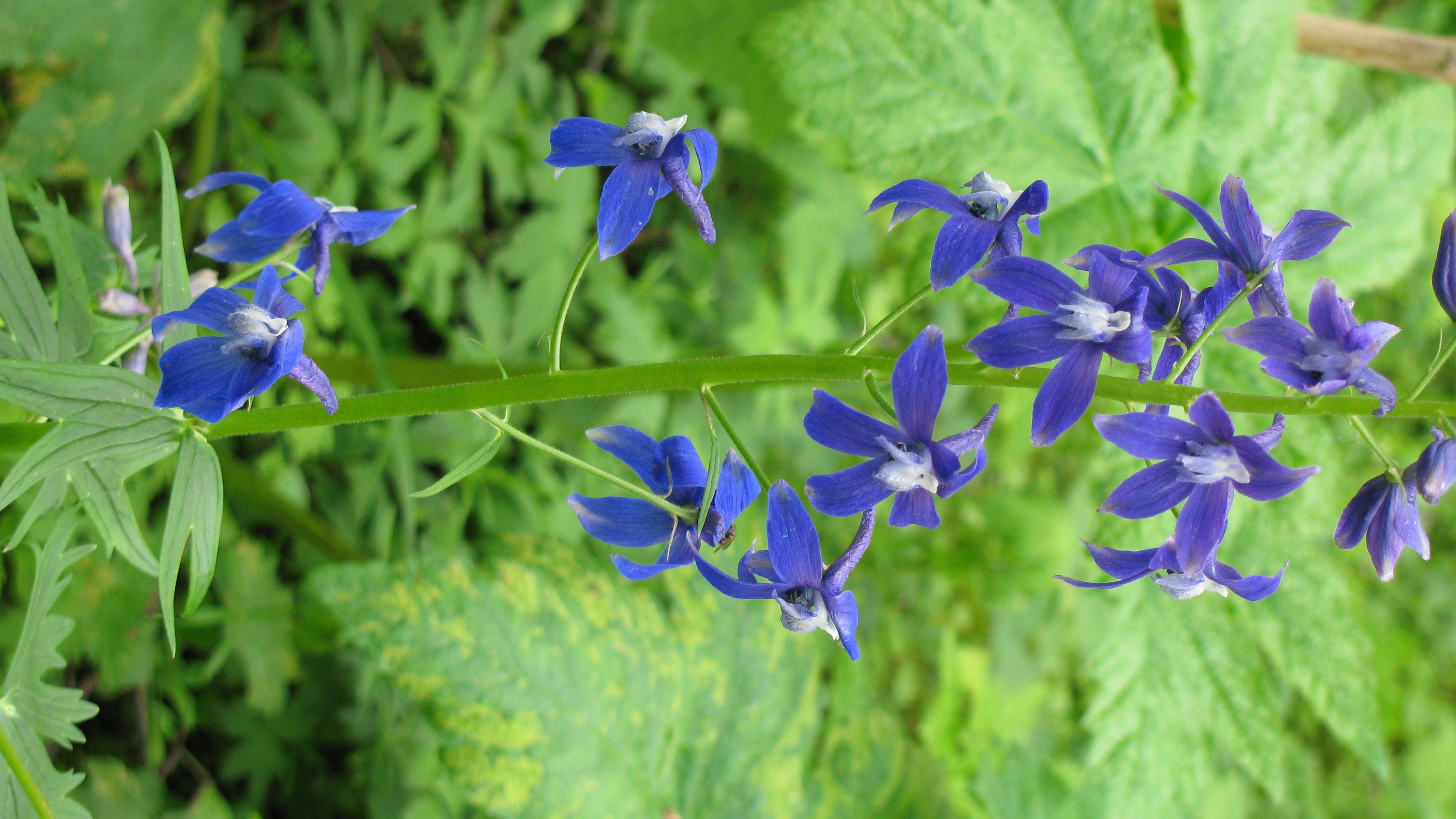 Delphinium