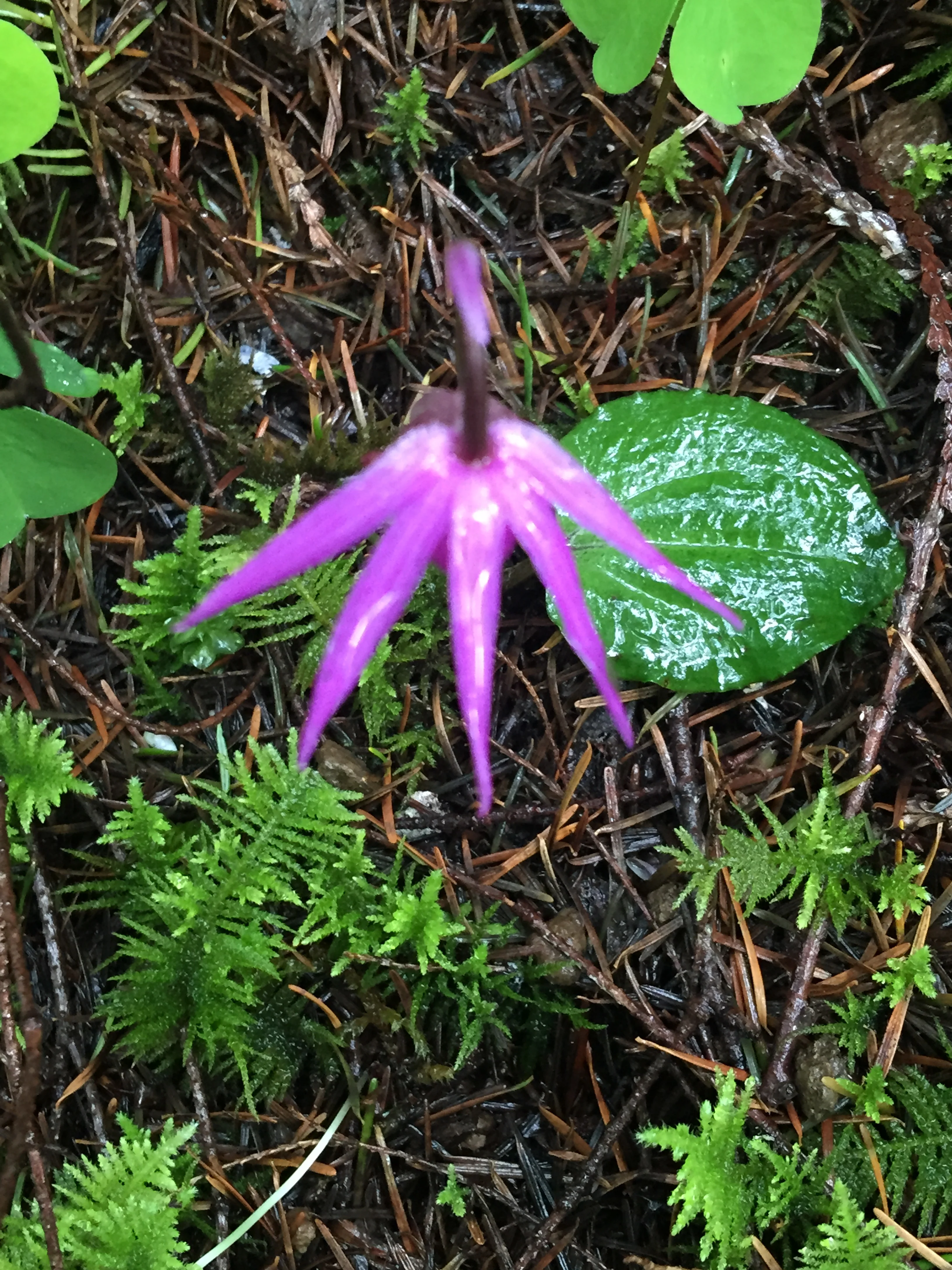 Fawn Lily (courtesy of Lindsay Knott)
