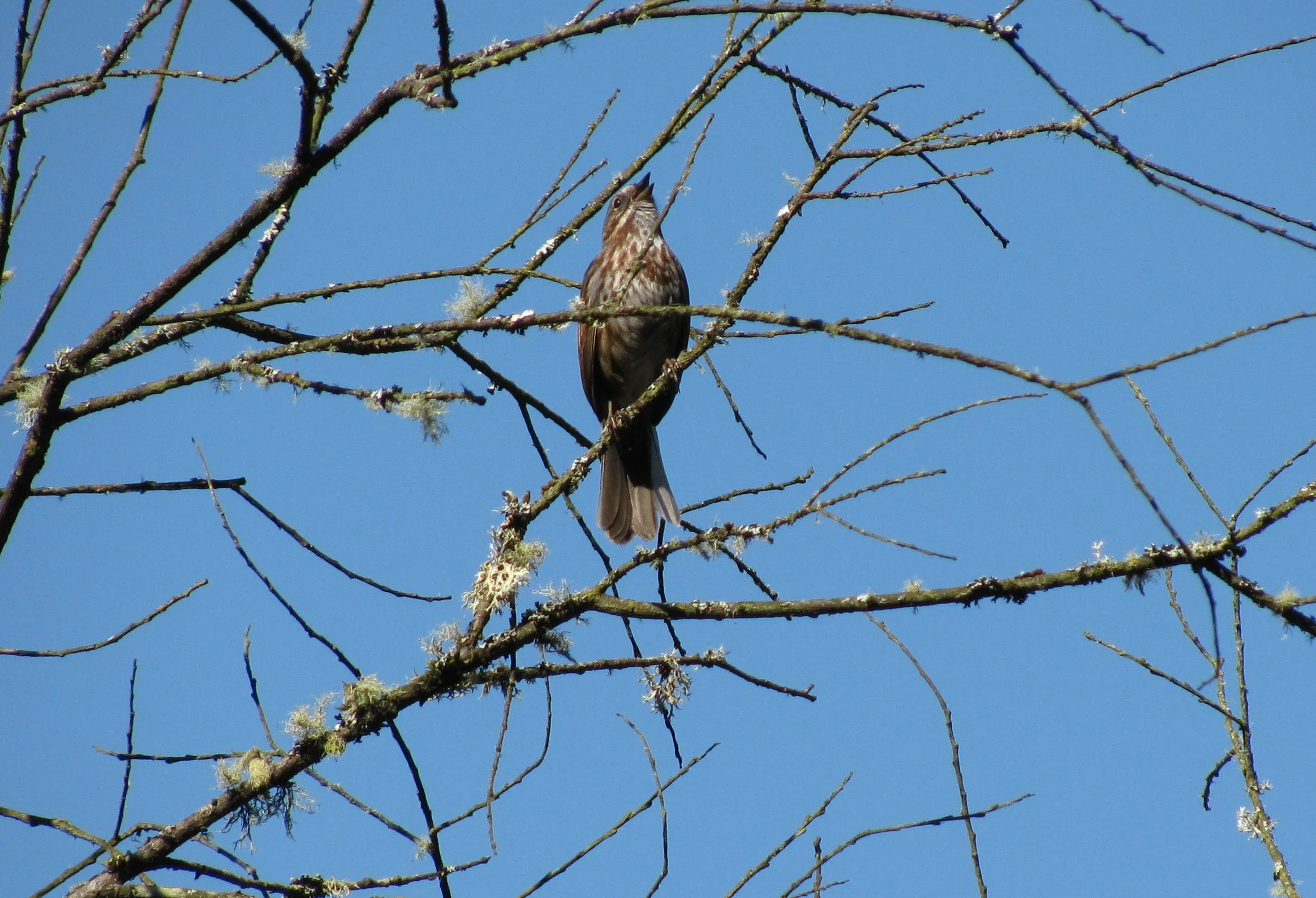 Song Sparrow