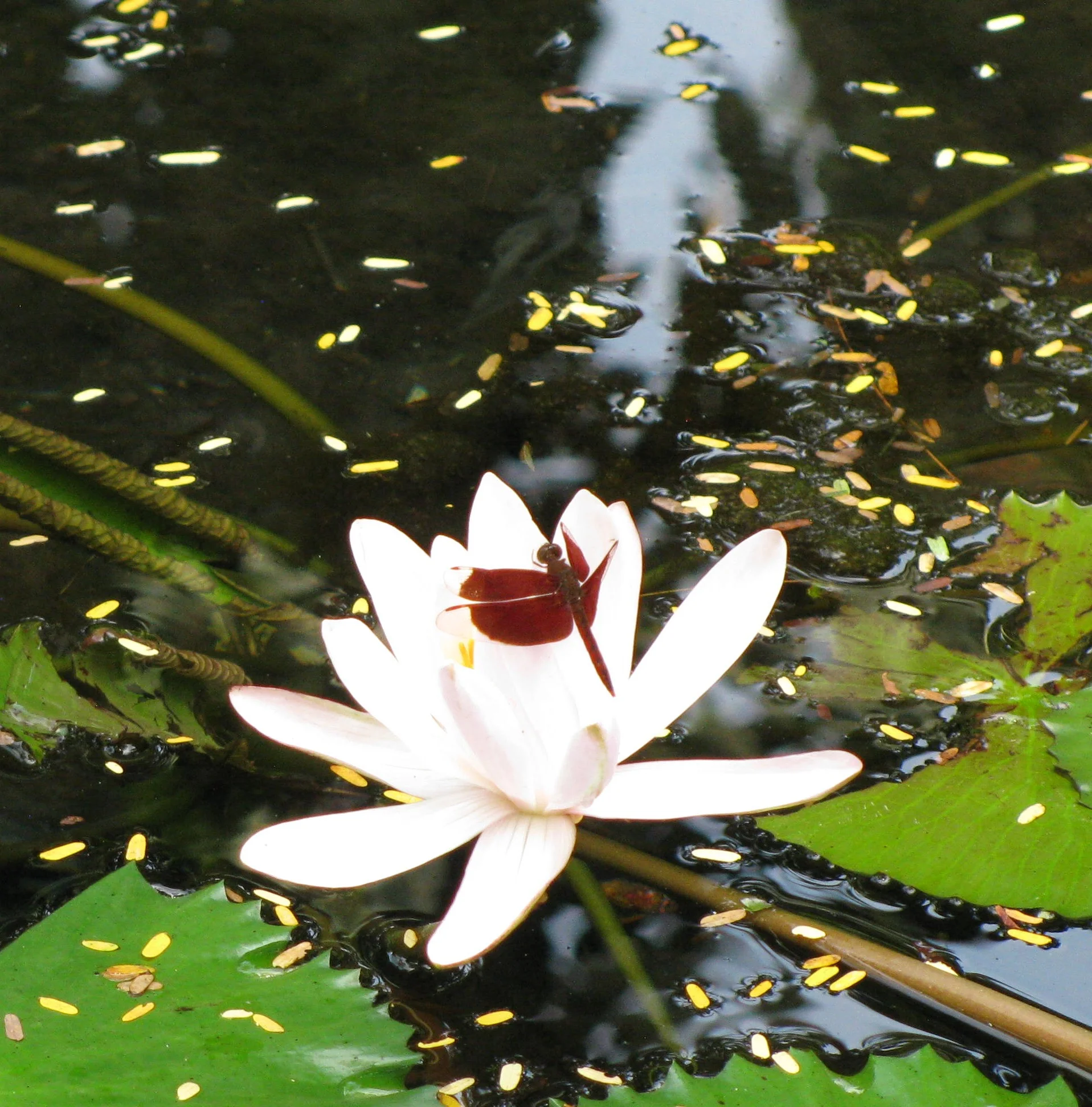 Dragon Fly Resting on Lily