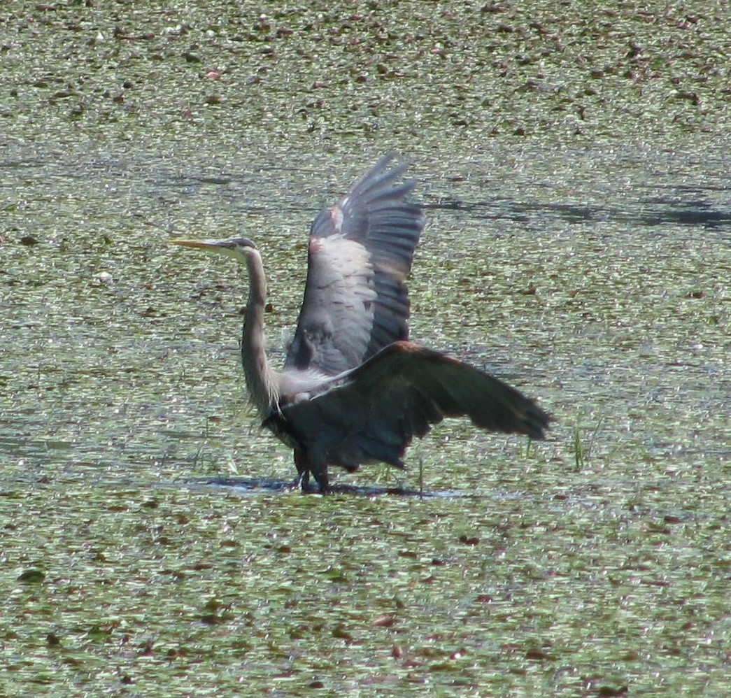 Herron