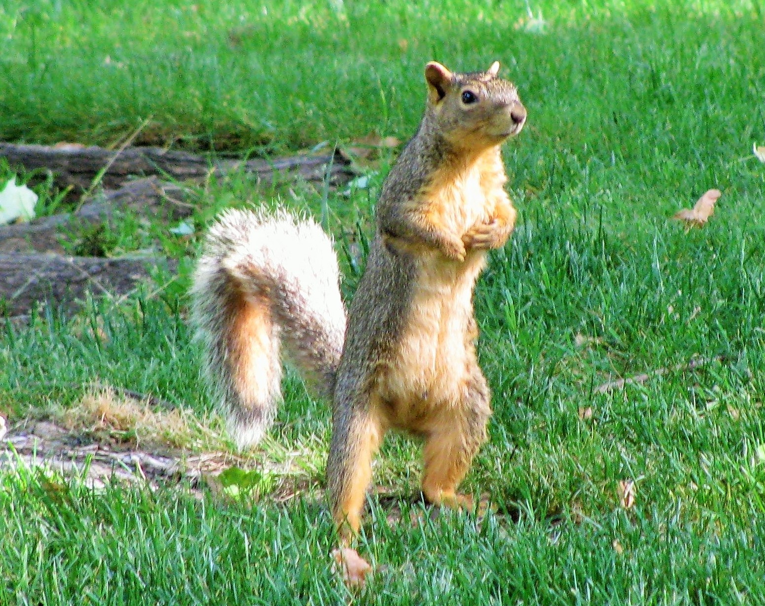 Squirrel