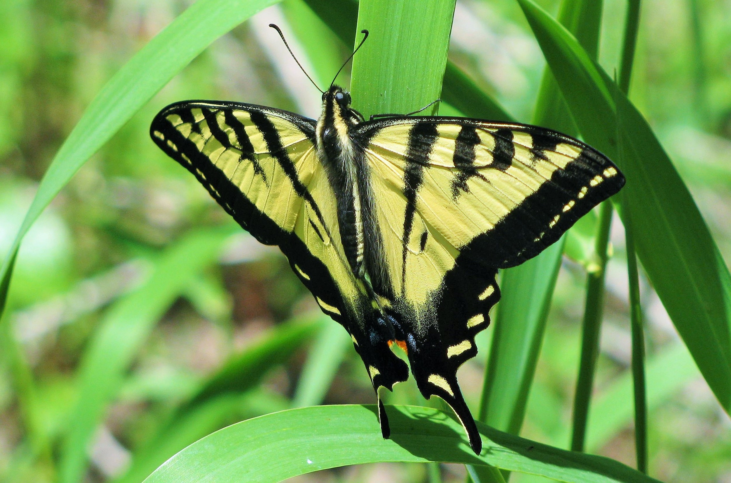 Yellow Butterfly