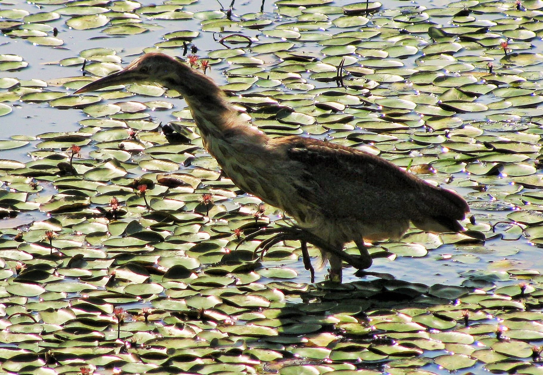 Bittern