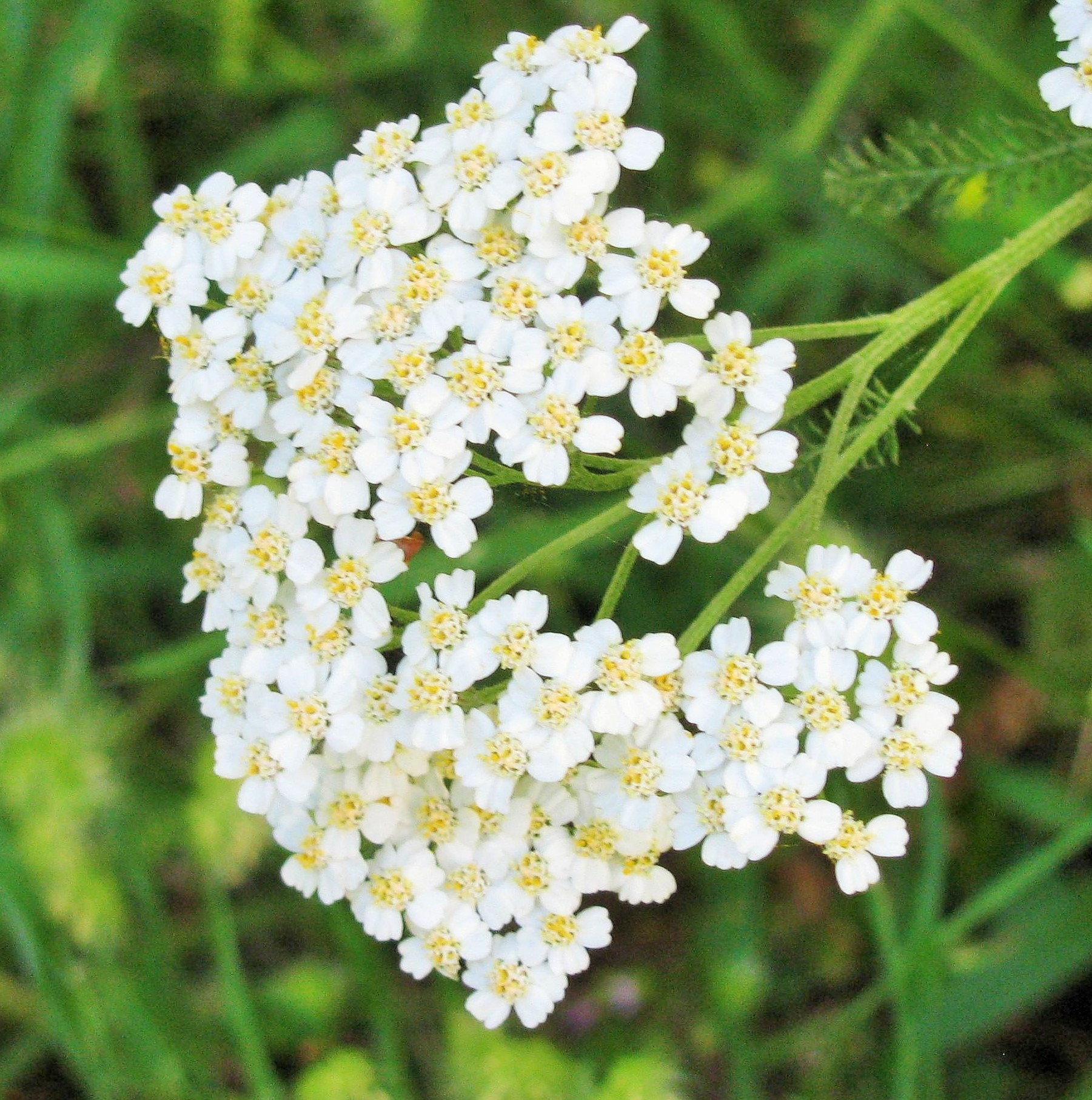 Wildflowers