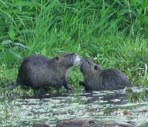 Nutria