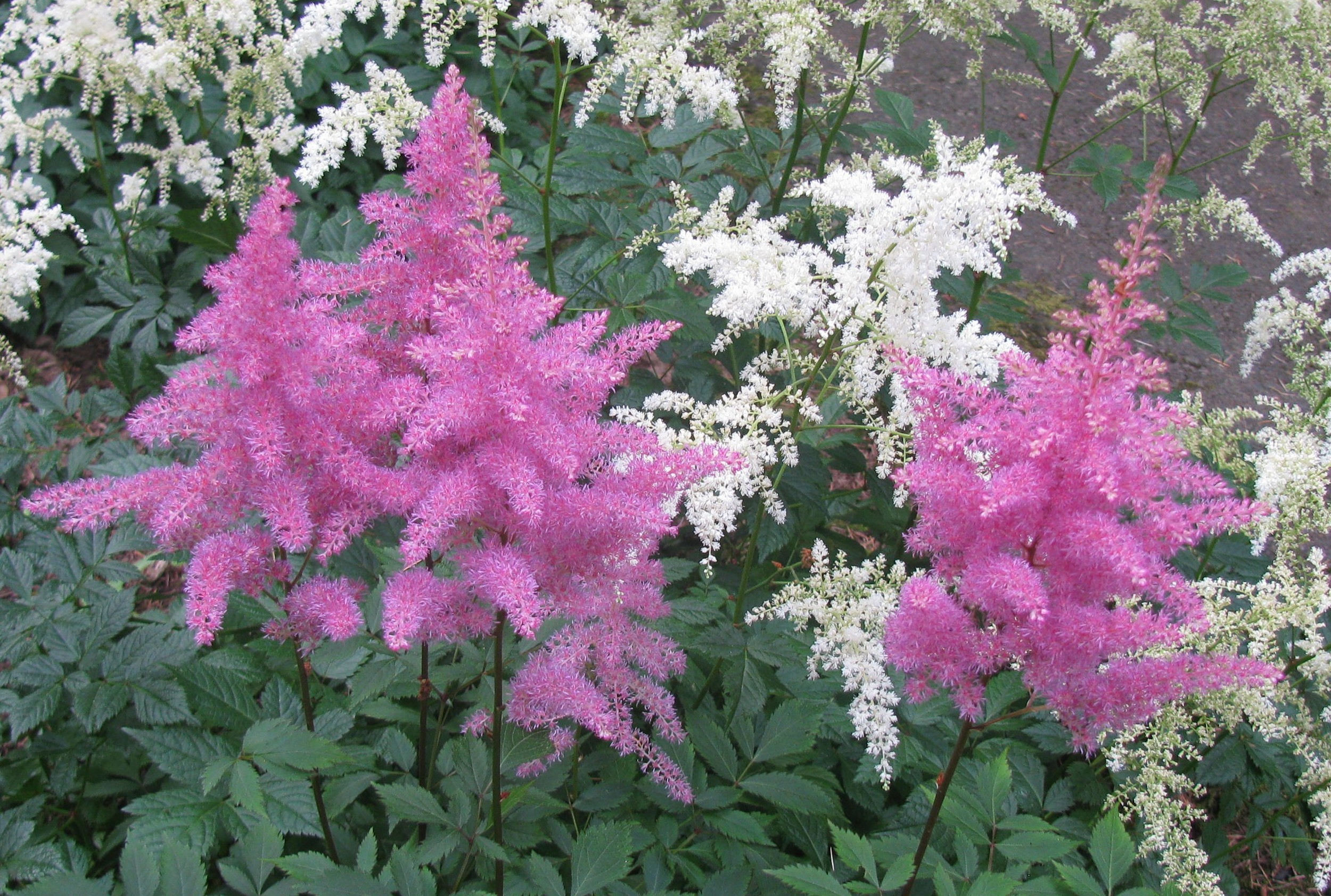 Astilbe