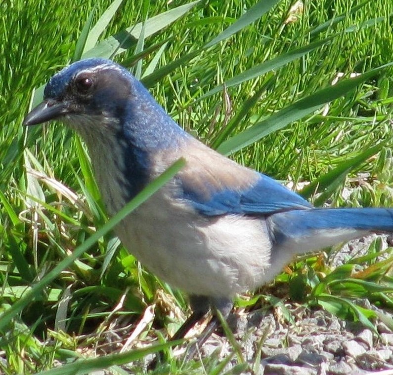 Scrub Jay