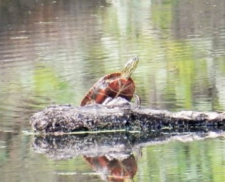Turtle