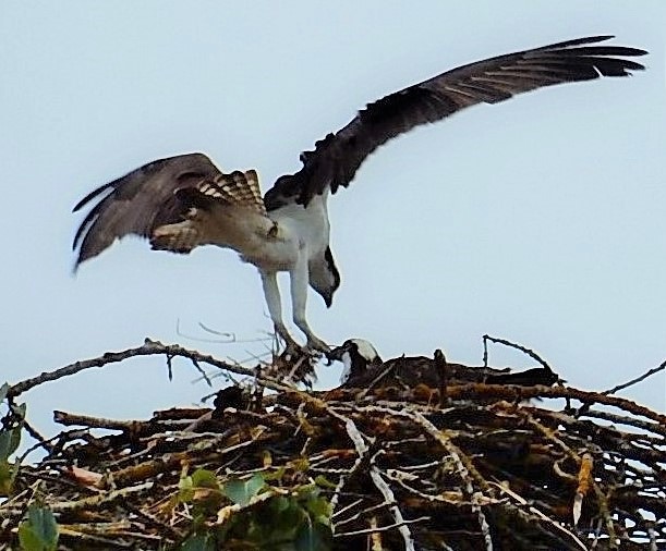 Osprey