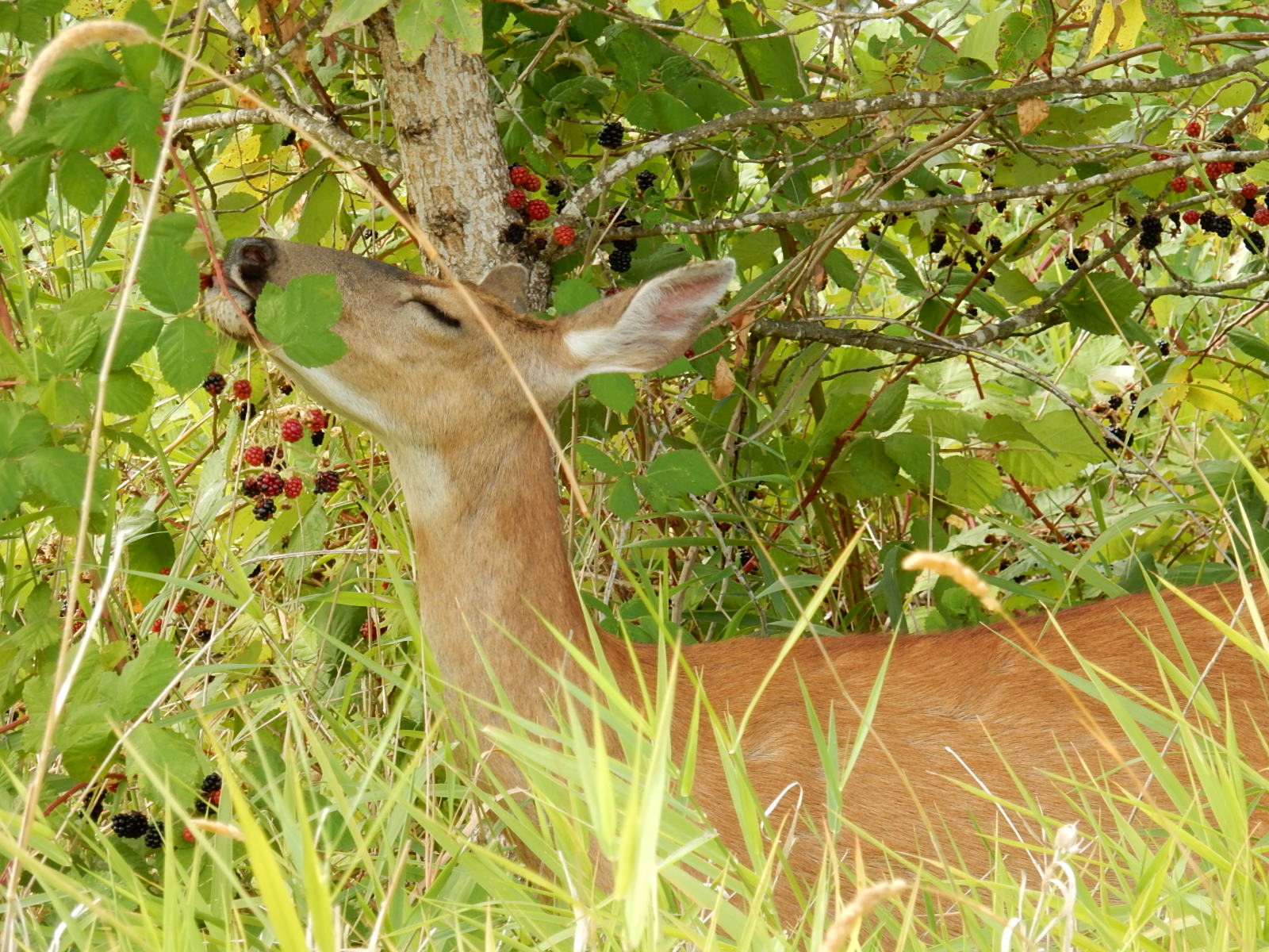 Deer Eating