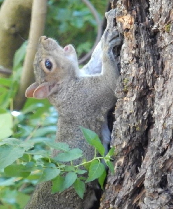 Squirrel