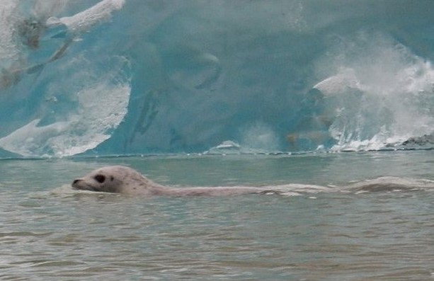 Harbor Seal, Alaska