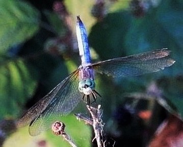 Dragonfly