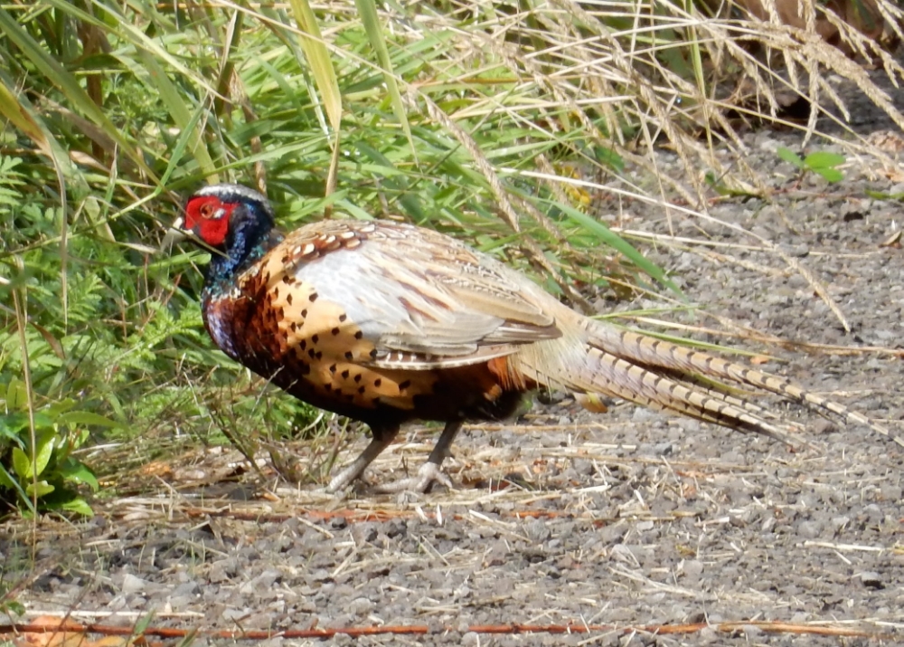 Pheasant