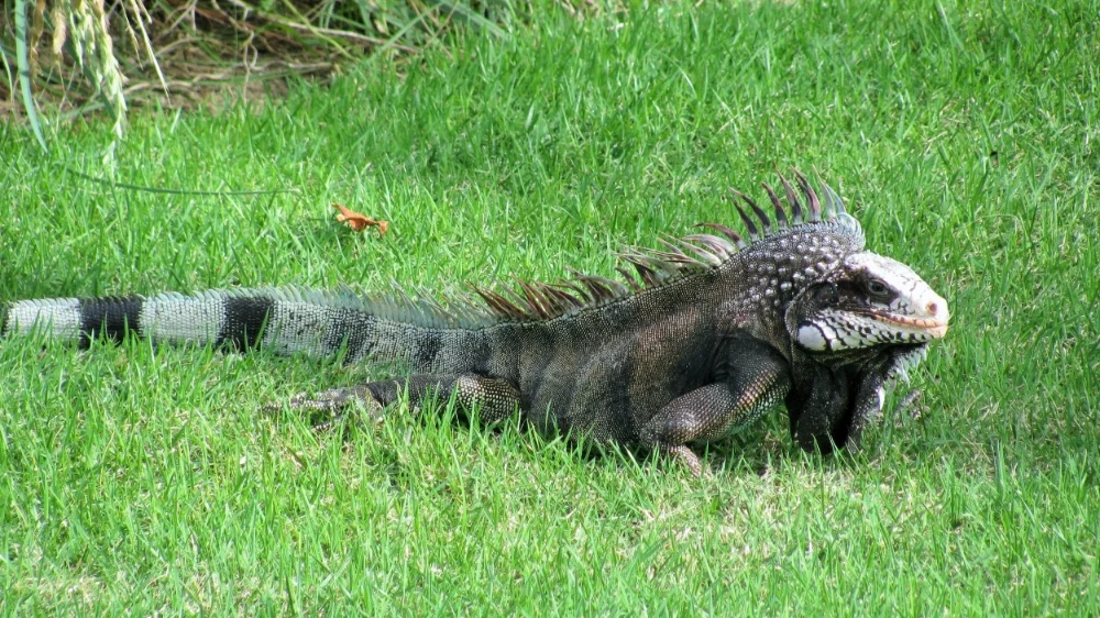 Carribean Iguana