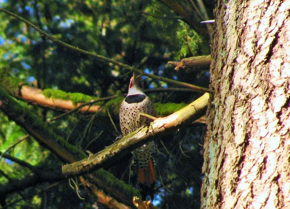 Northern Flicker