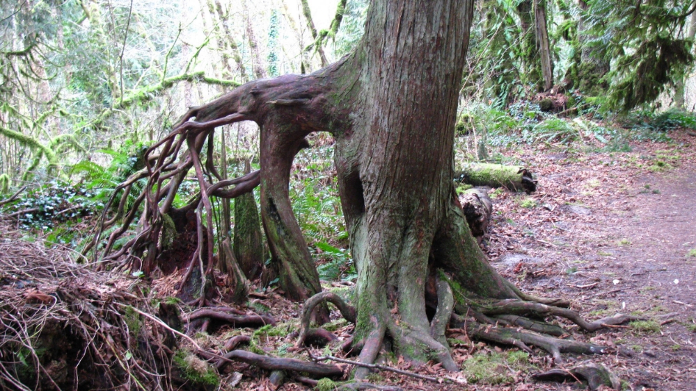 Deer Tree