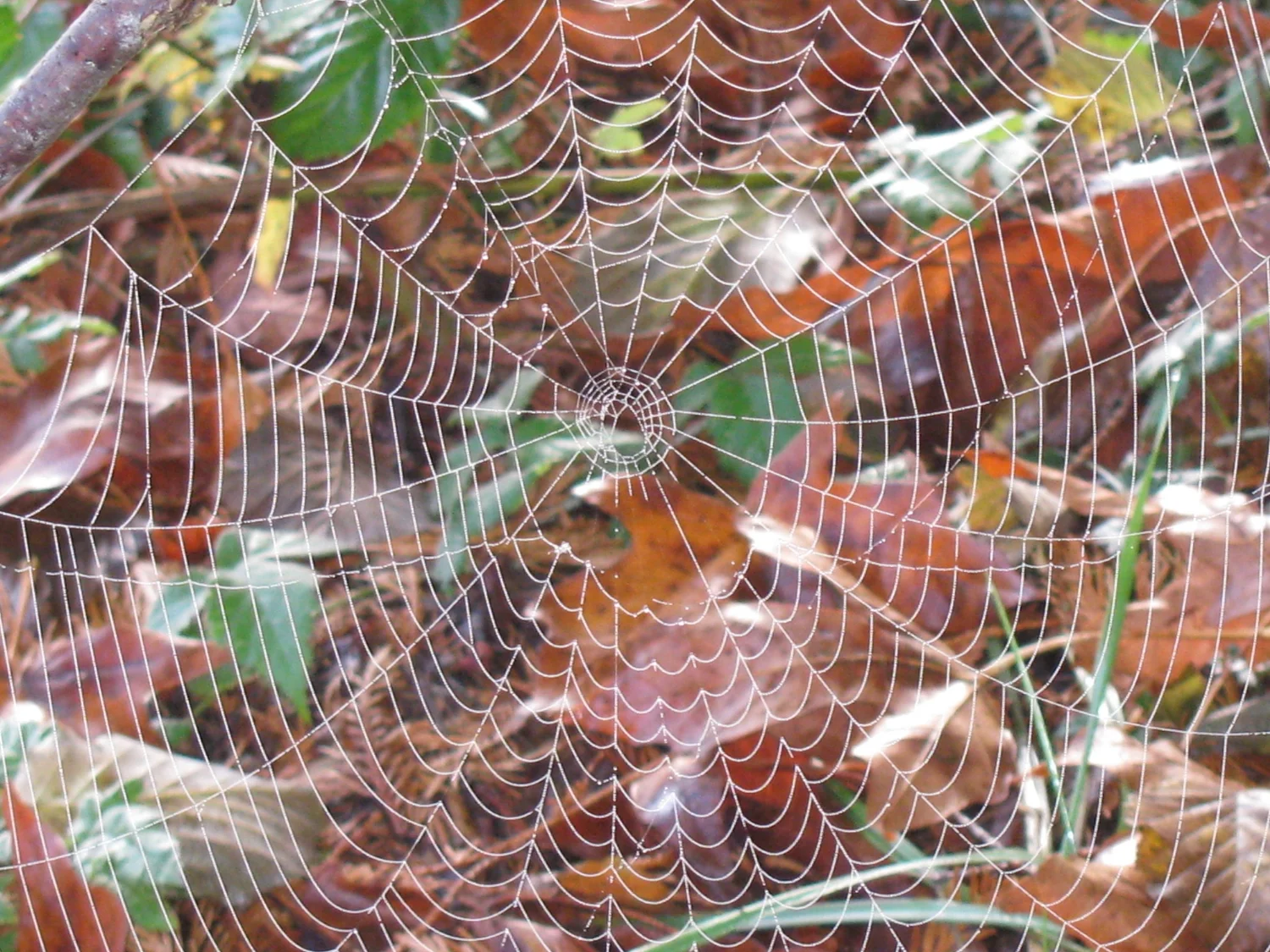 Spider Web