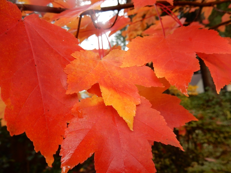 Maple Leaves