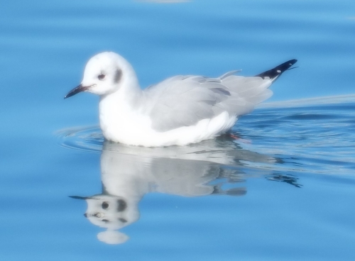 Black-Legged Kittiwake