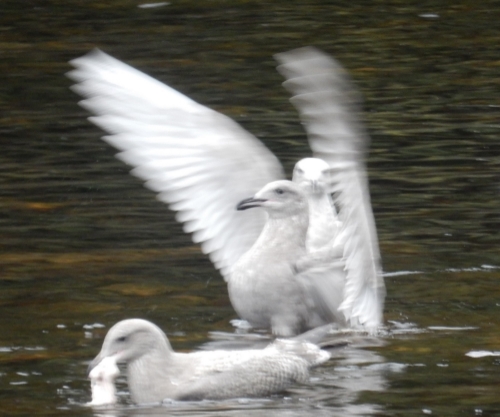 Etheric Birds