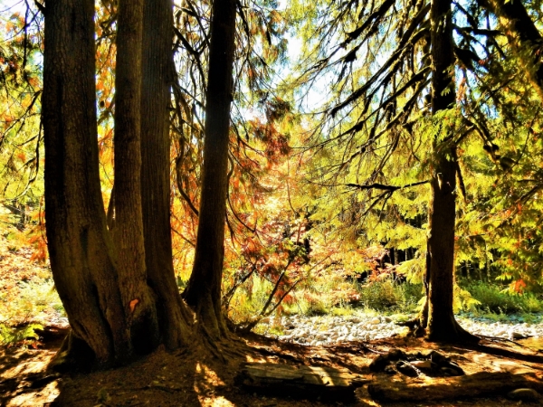 Cedars and Maples