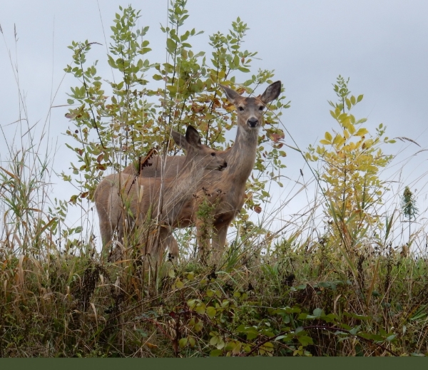 Deer and Fawn