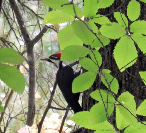 Woodpecker