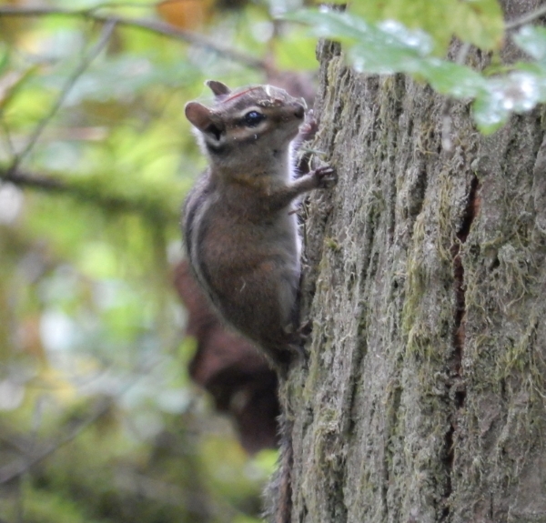 Chipmunk