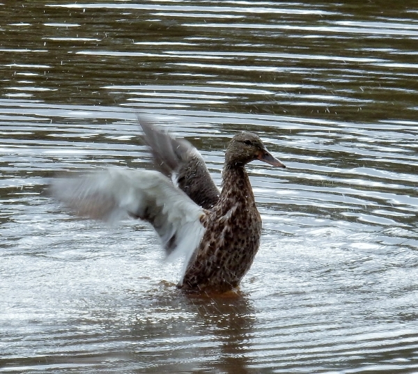 Duck, Wildlife Refuge