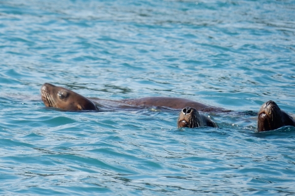 Sea Lions, Alaska