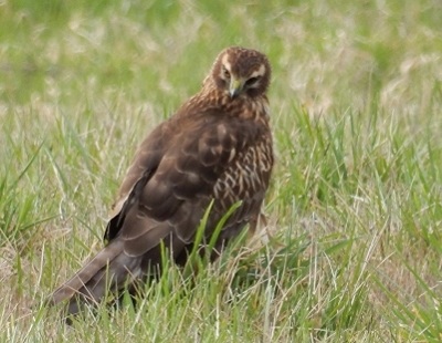 Herrier, Ridgefield Wildlife Refuge